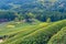 Tea terraces at Boseong tea plantations in Republic of Korea