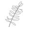 Tea tree leaf outline vector illustration. Hand drawn botanical doodle sketch of Melaleuca alternifolia. Black and white medicinal