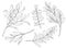 Tea tree leaf outline vector set. Hand drawn botanical doodle sketch of Melaleuca. Black and white medicinal plant. Eucalyptus
