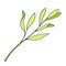 Tea tree leaf vector illustration. Hand drawn botanical doodle sketch of Melaleuca alternifolia. Green medicinal plant isolated on