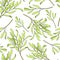 Tea tree leaves seamless pattern. Hand drawn vector illustration of Melaleuca. Green medicinal plant isolated on white background