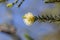 Tea-Tree Narrow-leaved Paperbark fluffy flower on a tree branch