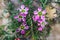 Tea tree plant with multitude of pink flowers