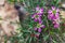 Tea tree plant with multitude of pink flowers