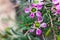 Tea tree plant with multitude of pink flowers