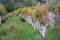 Tea Tree Plantation at Karamea, New Zealand.