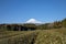 Tea trees farm with Fuji Mountian view in Fujinomiya,