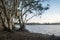 Tea Trees at Lake Ainsworth Australia