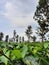 Tea trees in one of tea garden in subang west java