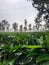 Tea trees in one of tea garden in subang west java while foggy its very refreshing when i see this kind of nature