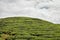 Tea trees at the plantations in Cameron Highlands, Malaysia