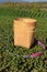 Tea wooden picker basket over the bushes in tea plantations.