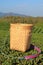 Tea wooden picker basket over bushes in tea plantations.