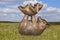 Teaching a pig to fly - mother pig in grassy field holds up baby pig with flying helmet to teach it to fly