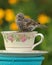 Teacup Finch