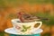 Teacup Finch