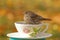 Teacup Finch