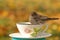 Teacup Finch