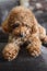 Teacup Poodle Close-up