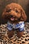 Teacup Poodle Sitting on a Chair