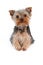 Teacup Yorkshire Terrier