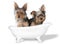 Teacup Yorkshire Terriers on White Bathing