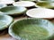 Teak , betel palm leaf dish plate organic pure green nature natural selected focus