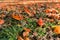 Teak flowers on ground