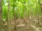 Teak forest in india. teak farm, forest, green, field.