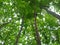 Teak forest in tallest teak tree.in india, teak farm.