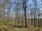 teak forests in Indonesia during the dry season will drop their leaves