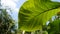 Teak leaf texture, cloudy sky background