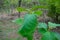 Teak Tectona Grandis growing in the Forest