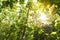 Teak tree agricultural in plantation teak field plant with green leaf - sunlights forest of fresh green deciduous trees framed by