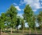 Teak tree and the blue sky.