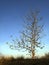 Teak tree in the dry season