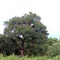 Teak Tree inthe Chobe