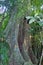 Teak tree with plank-buttress root covered with vines