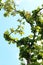 Teak tree with sky background