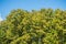 Teak treetop forest with blue sky background for text. Teak