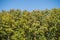 Teak treetop forest with blue sky background for text. Teak