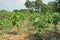 Teak, tropical hard wood cultivation