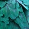 Teal Blue Macaw Feathers