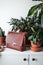 Teal and brown leather bags surrounded by indoor plants cactus greenery