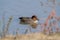 Teal duck marsh bird italy europe