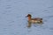 Teal duck marsh bird italy europe