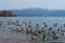 Teal ducks swimming on clear lagoon with snow mountain scene background in Lake Inawashiro, Fukushima, Japan