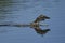 Teal landing on a lake in Somerset, England