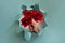 Teal paper flat lay with ripped hole in the middle. Female hand with decorative red amaryllis flowers