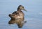 Teal river duck swimming in calm water